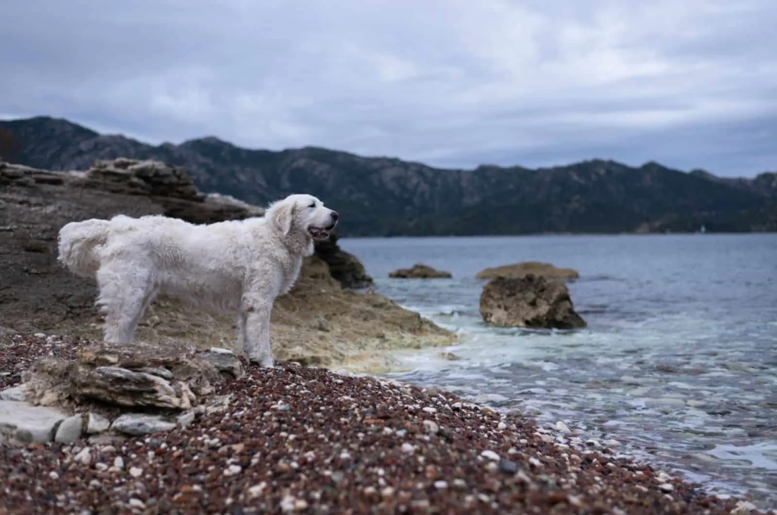 kuvasz dog standing near the sea