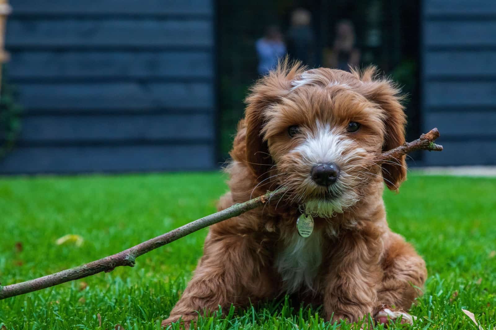 labradoodle puppy chewing on a branch