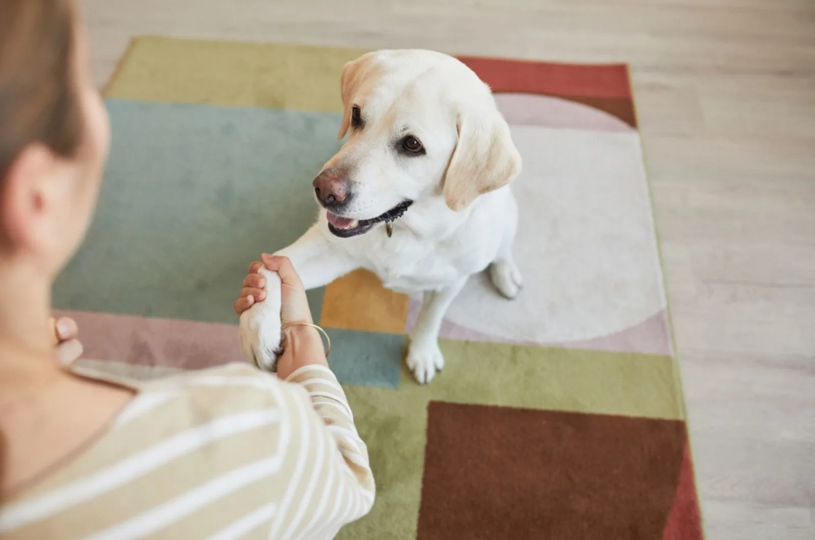 labrador dog giving paw to young woman in home