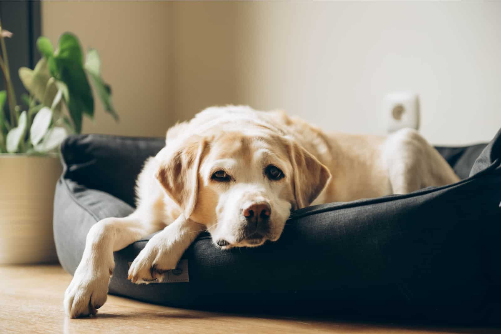 labrador lying in dog bed