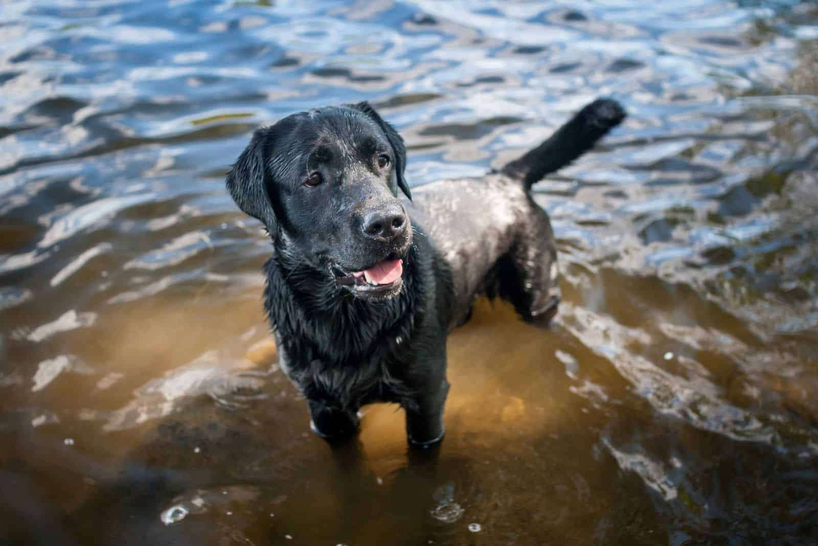 labrador retriever standing in water