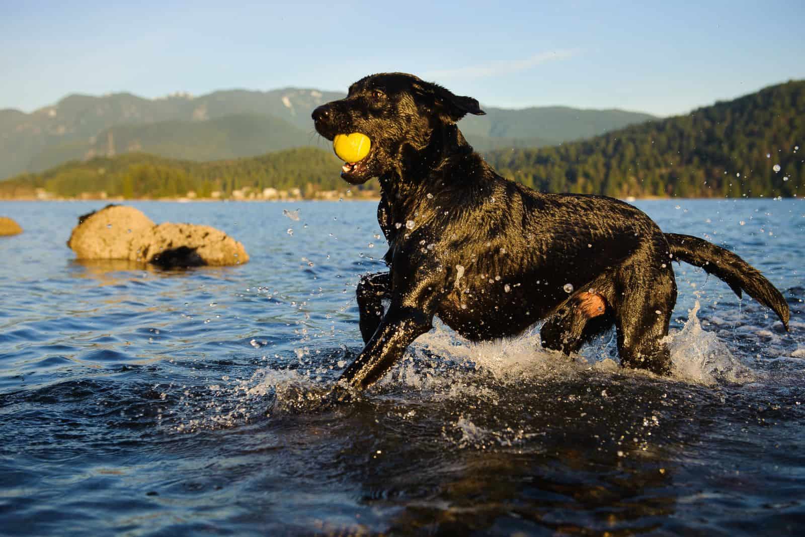 labrador running on water