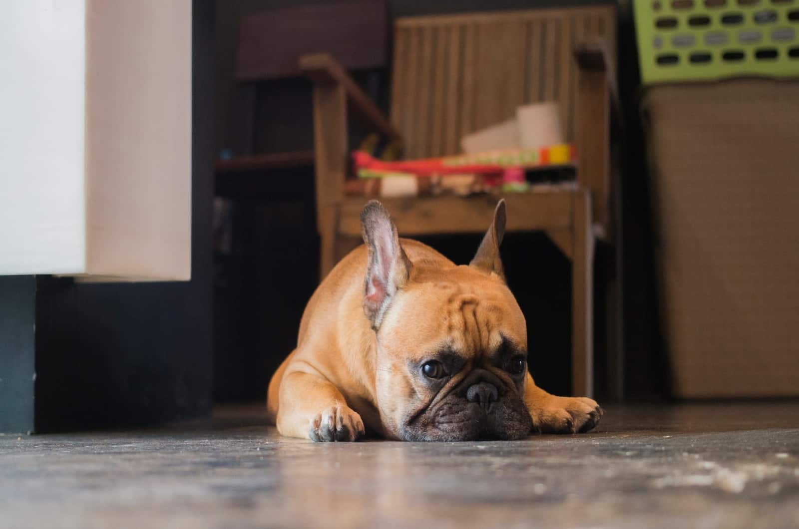 lazy French Bulldog lying on floor