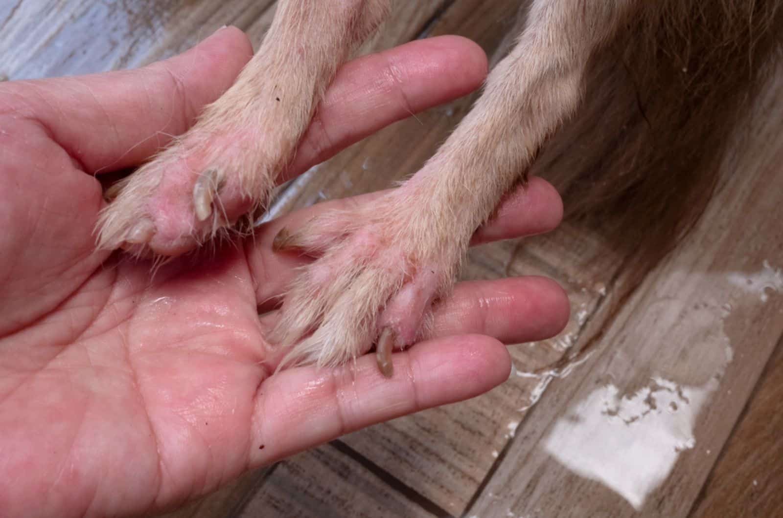 legs of chihuahua dog with skin allergy