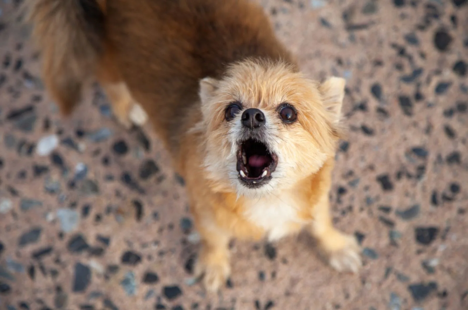 Decoding The 'Why Small Dogs Are So Aggressive' Dilemma