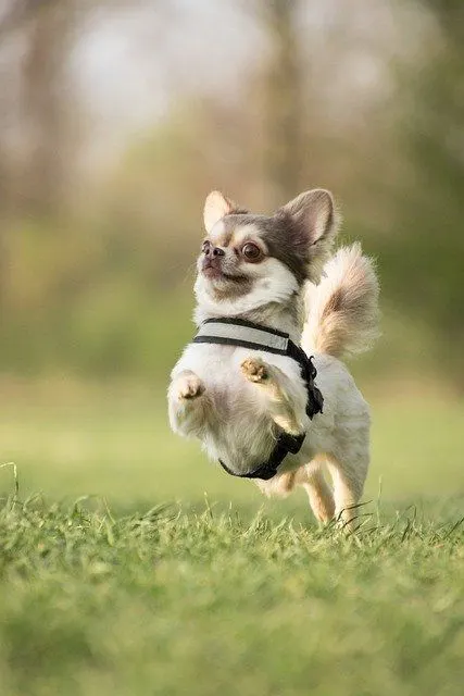 little dog running in the park