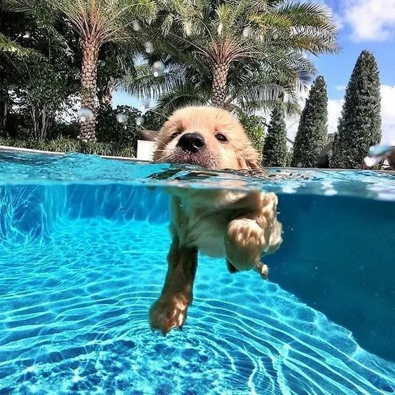 little puppy swimming in a pool