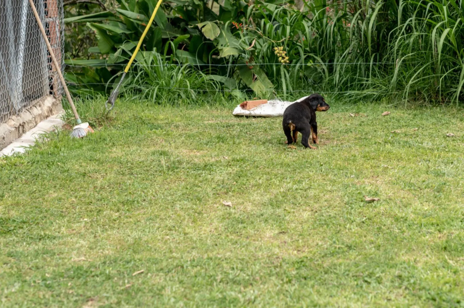 little rottweiler dog doing poop in the garden