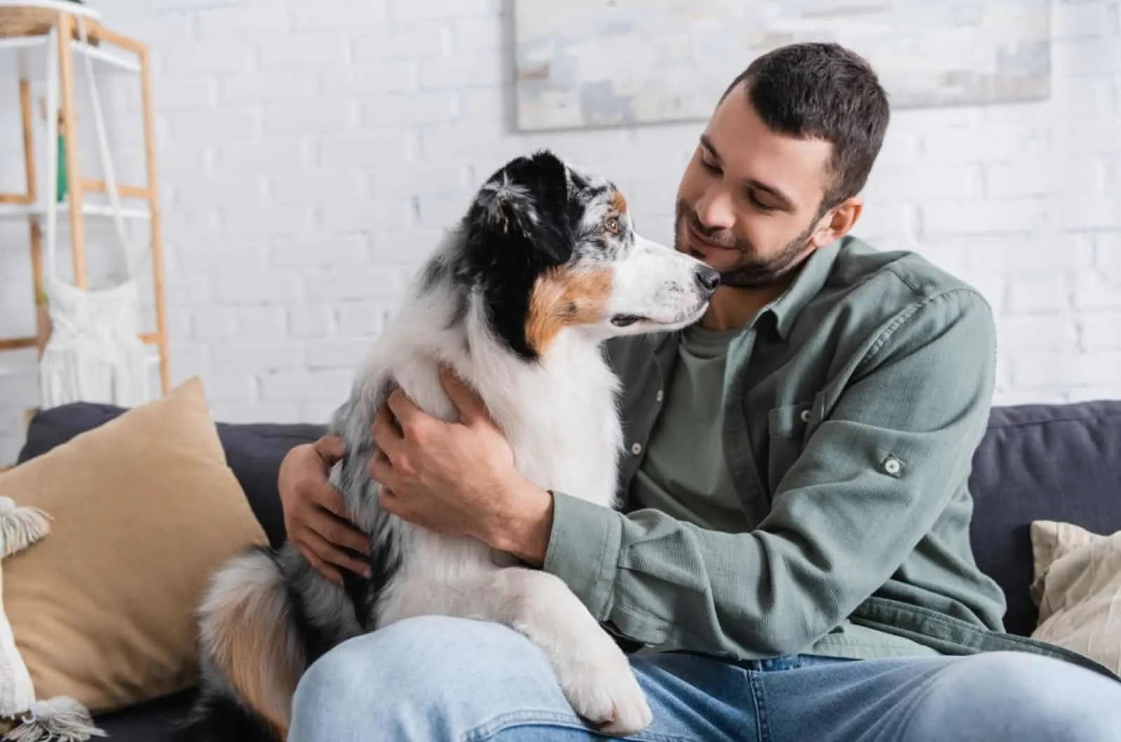 man and australian shepherd sitting on the couch