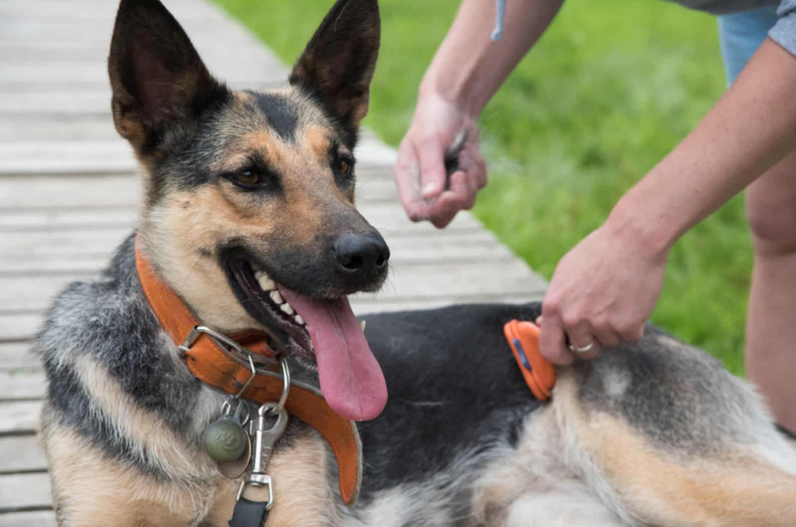 man brushing his german shepherd outdoors