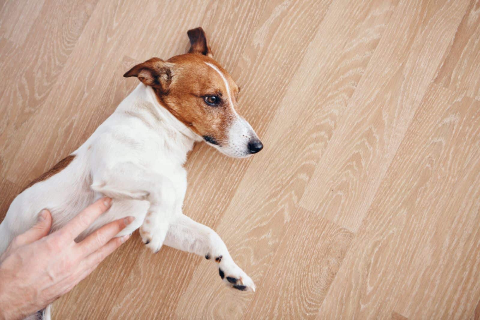 man checking his dogs stomach