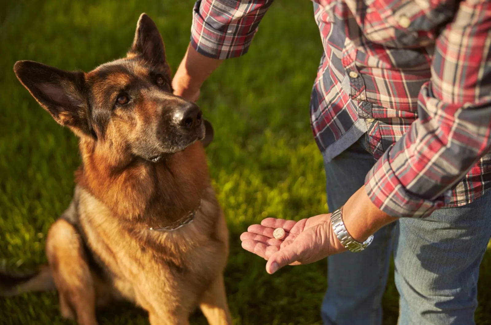 man holding a pill for his dog german shepherd