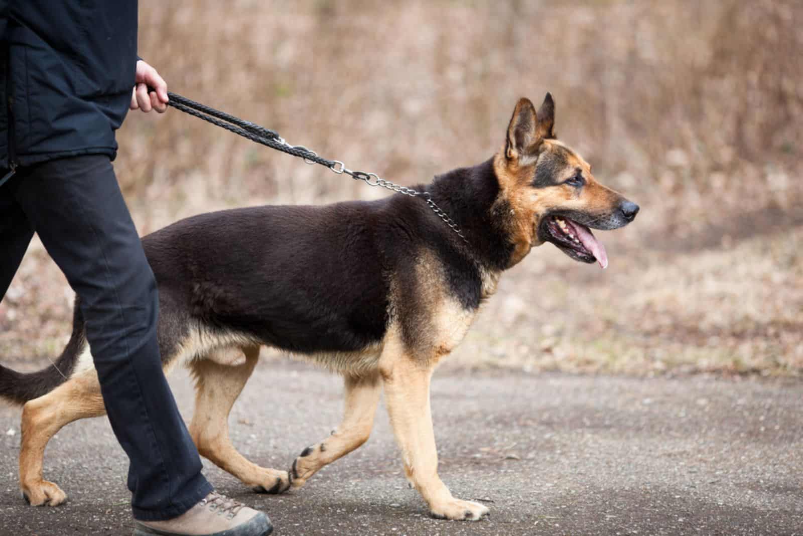 man in black clothes walking his german shepherd dog
