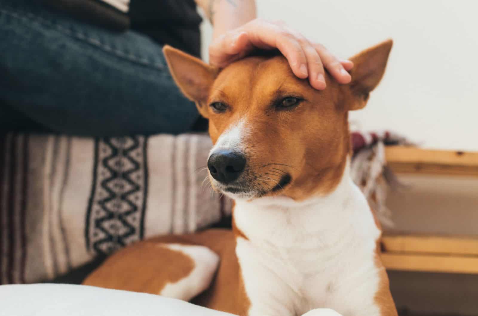 man pets his dog sitting on the floor