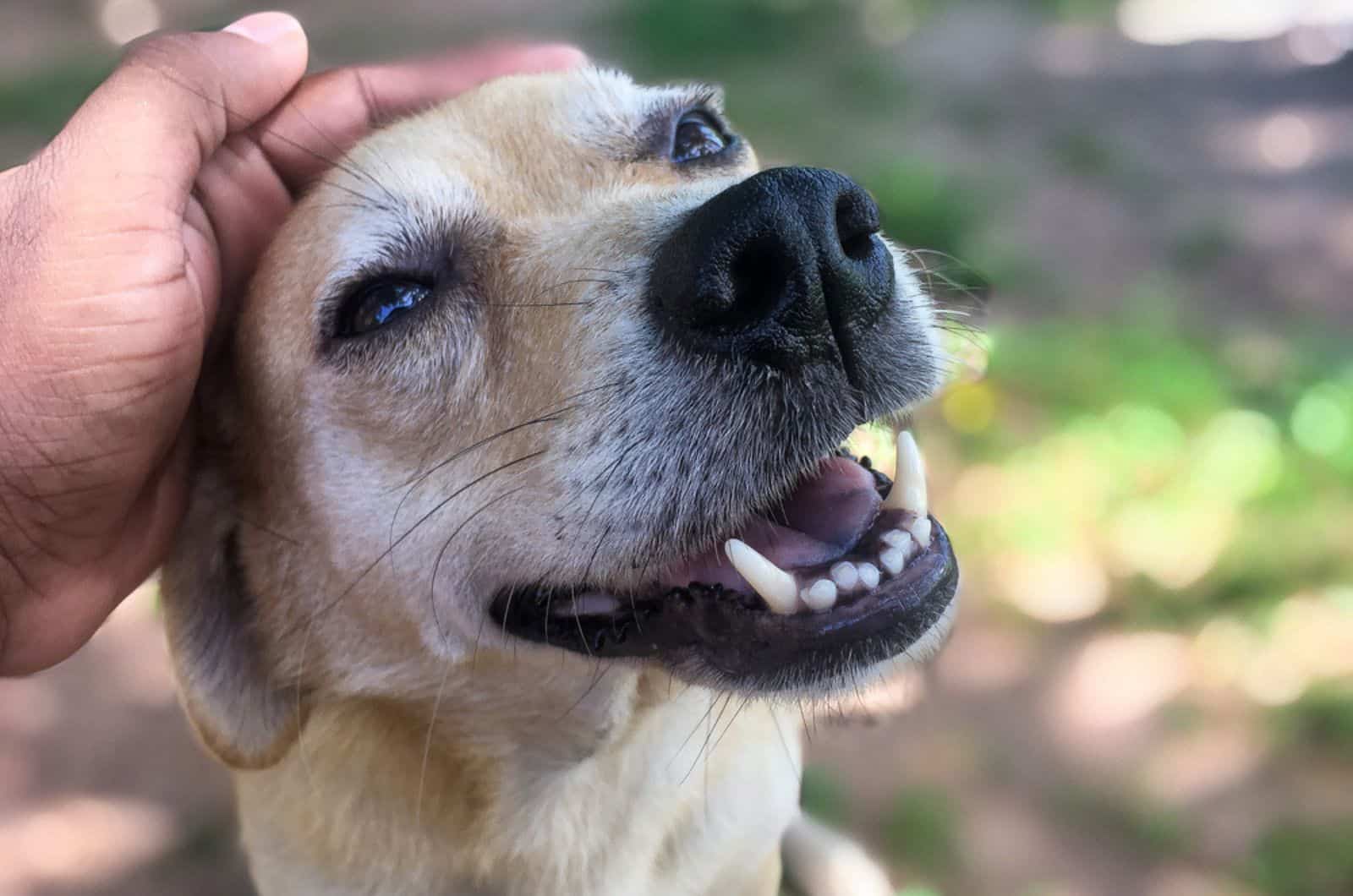 man pets his dog outdoors