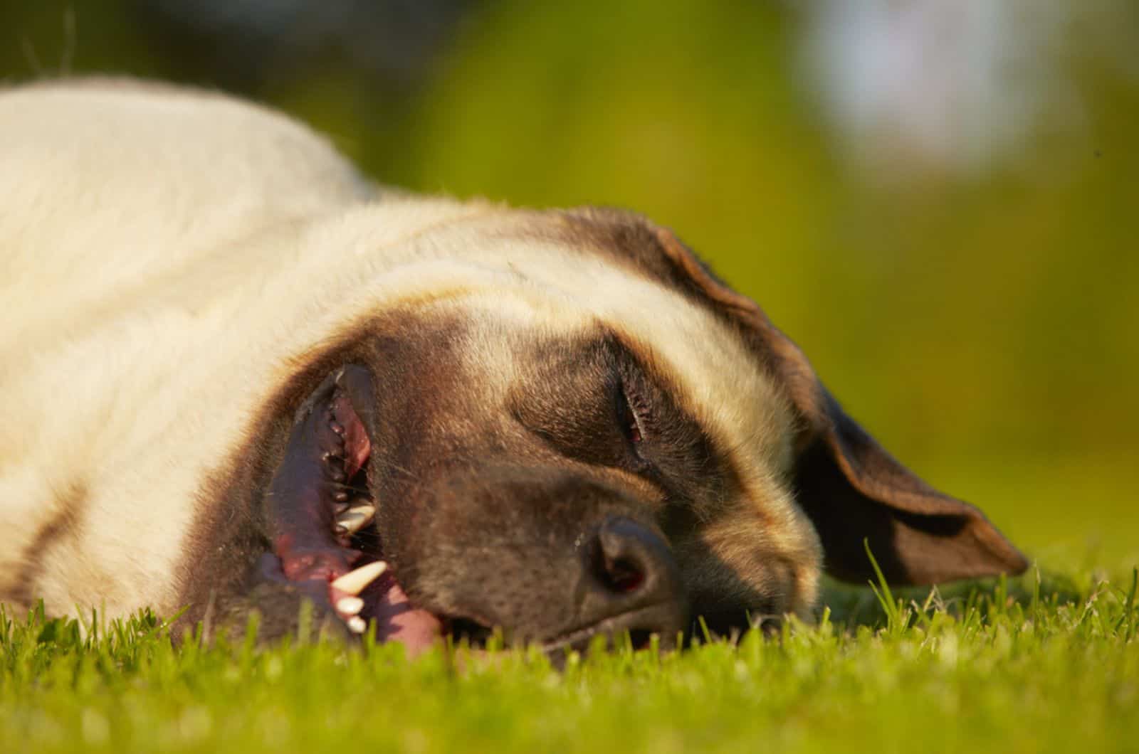 mastiff sleeping on the grass
