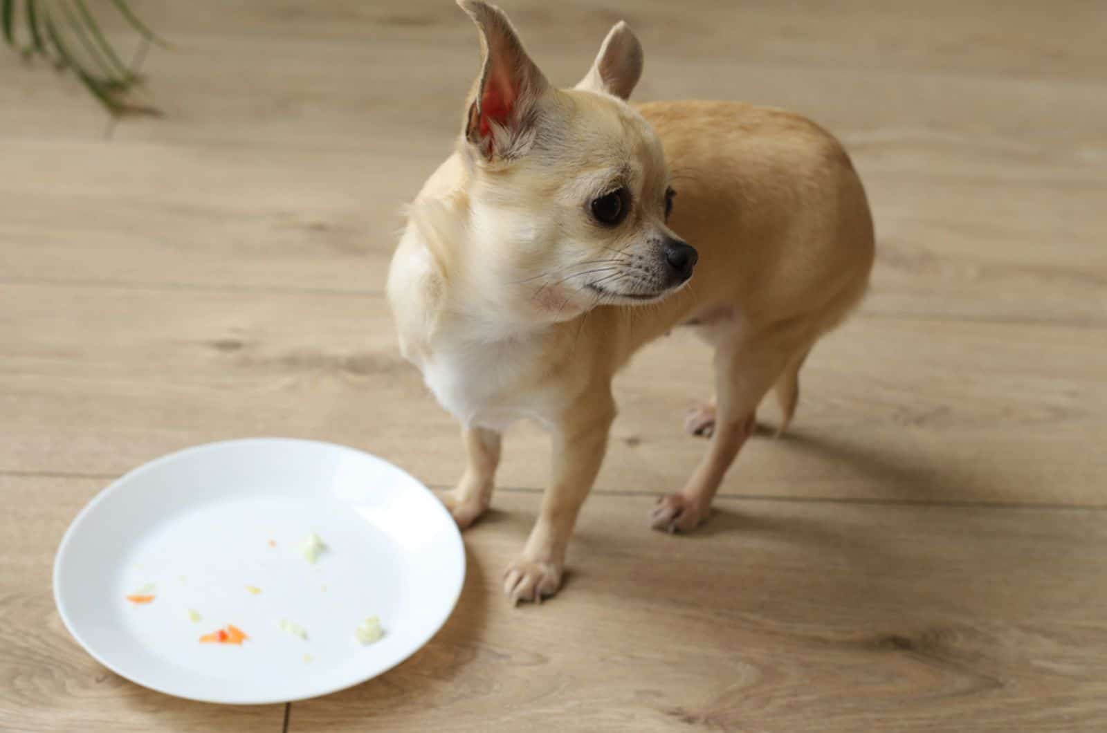 mini chihuahua dog standing near the empty white plate indoors