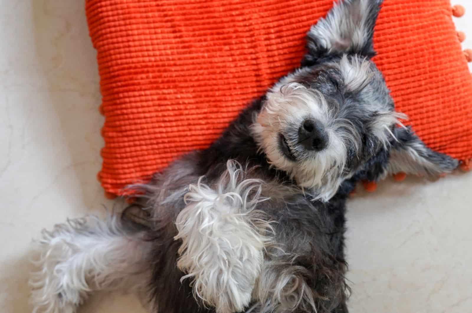 miniature schnauzer lying on the couch
