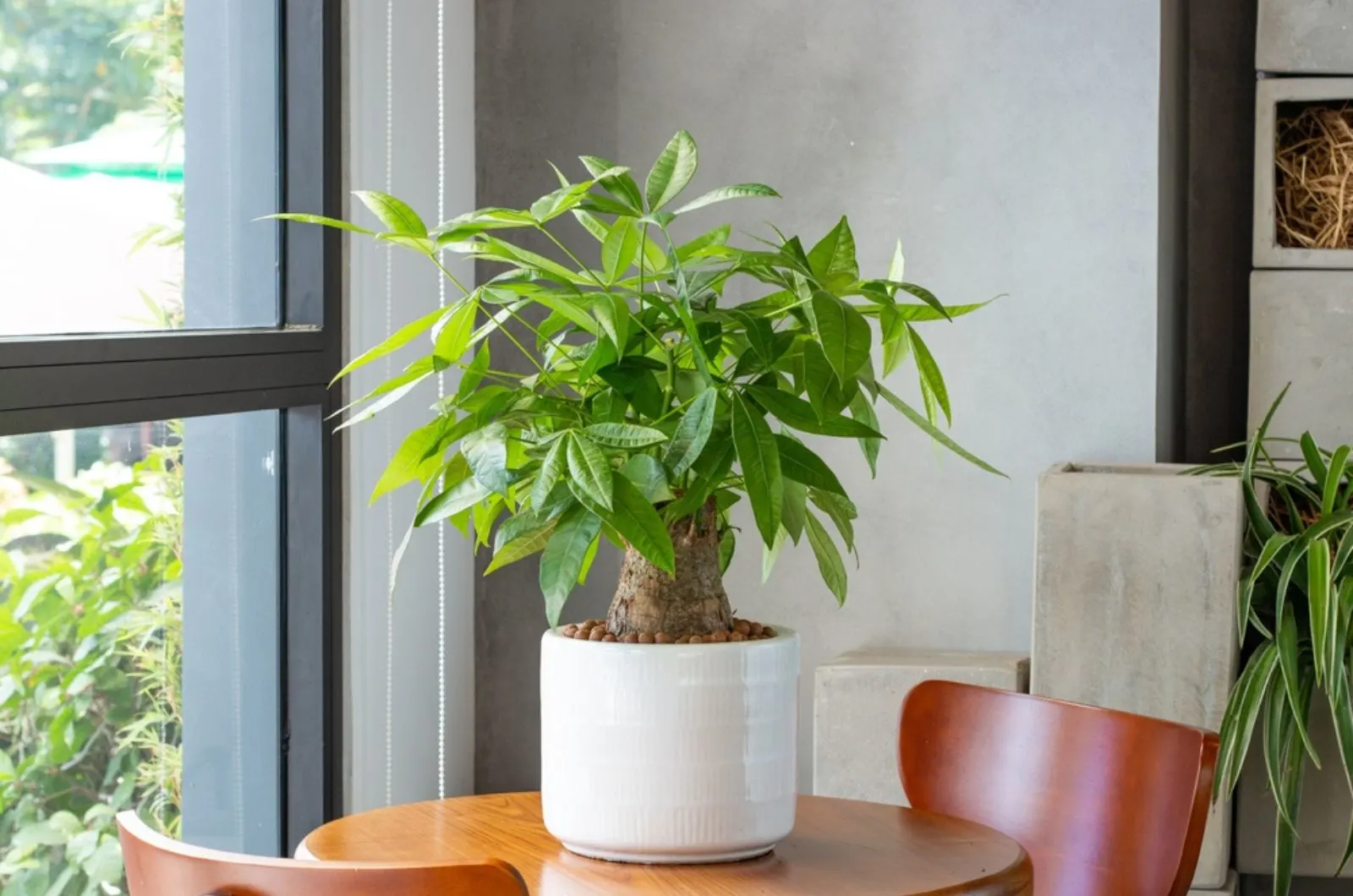 money three plant on table