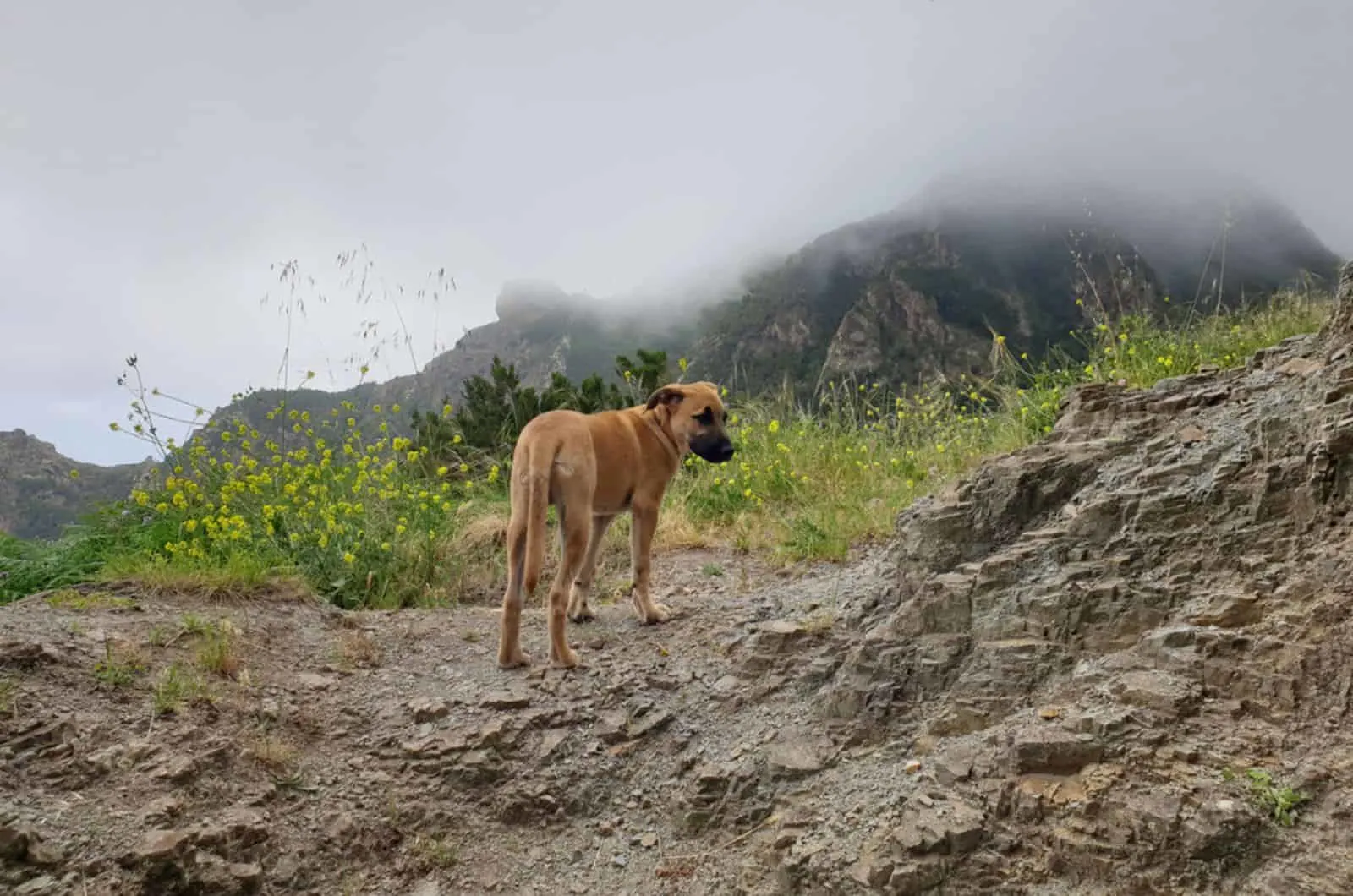 mountain cur dog in nature