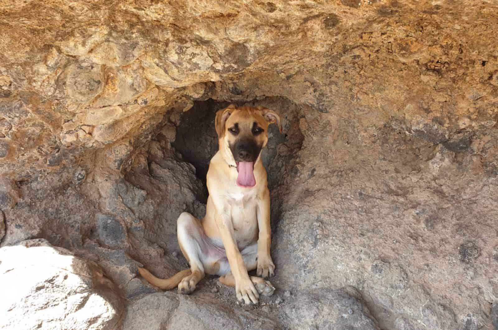 mountain cur dog sitting on the rock