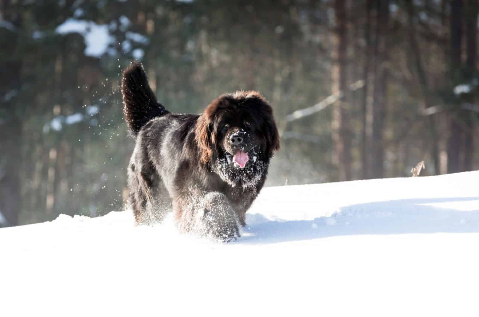newfoundland dog running in the snow