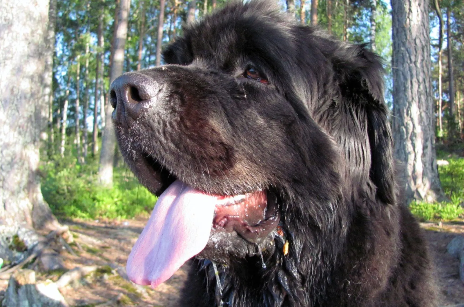 newfoundland dog with with tongue out