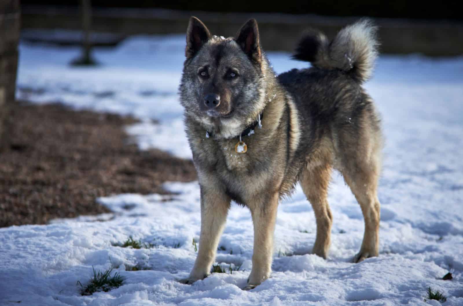 norwegian elkhound standing in the snow