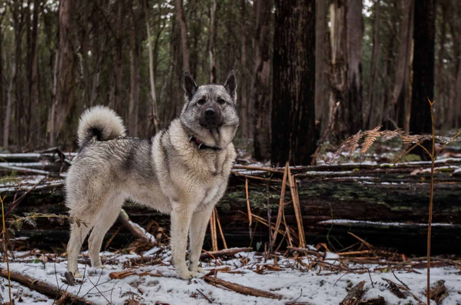 norwegian elkhound in forest