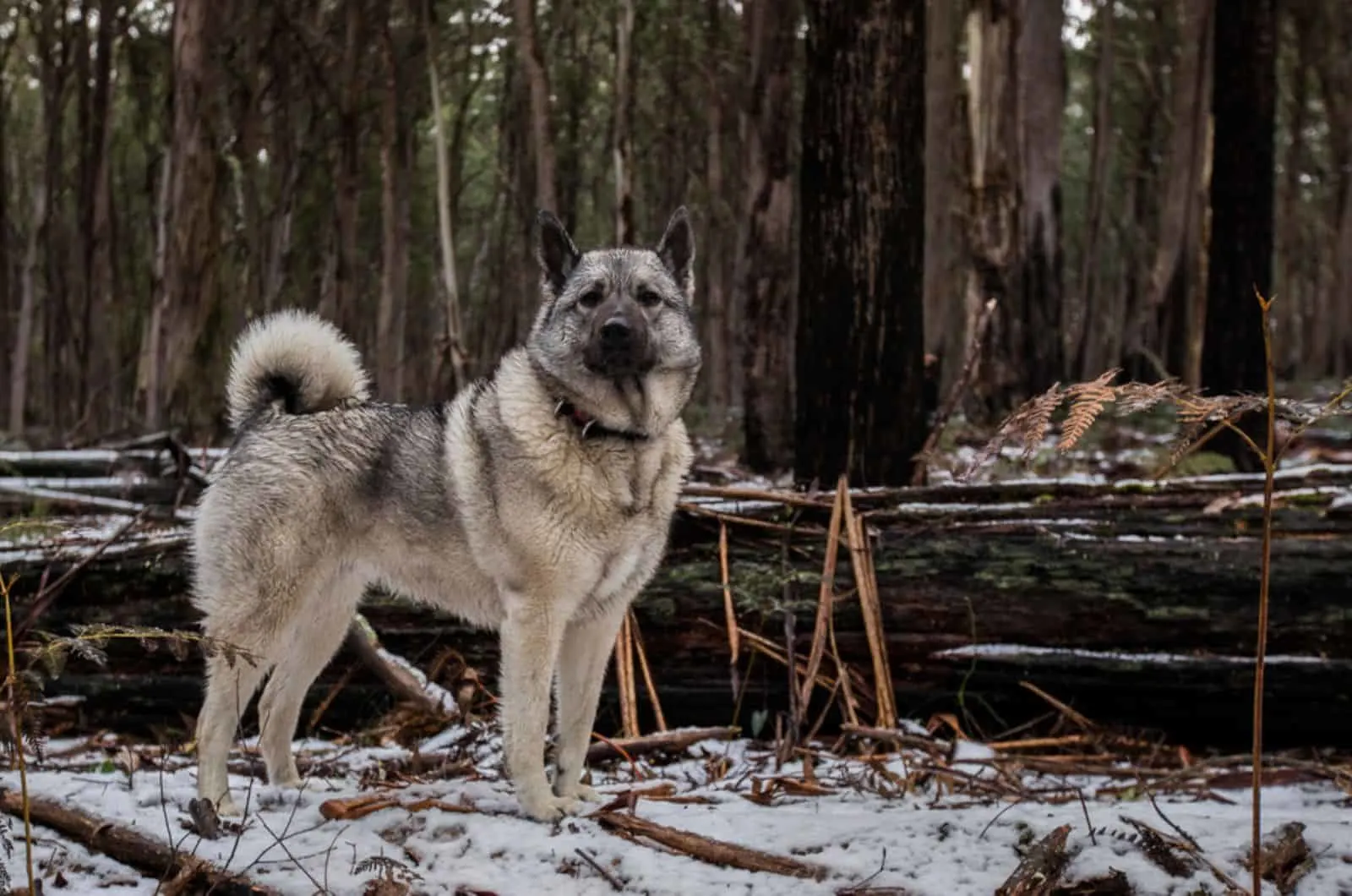 norwegian elkhound in forest