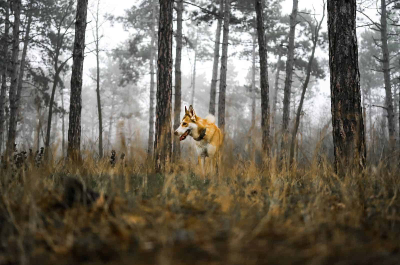 norwegian lundehund in forest