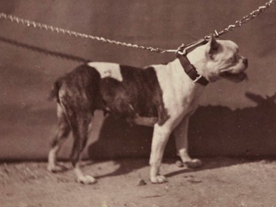 old english bulldog on a chain