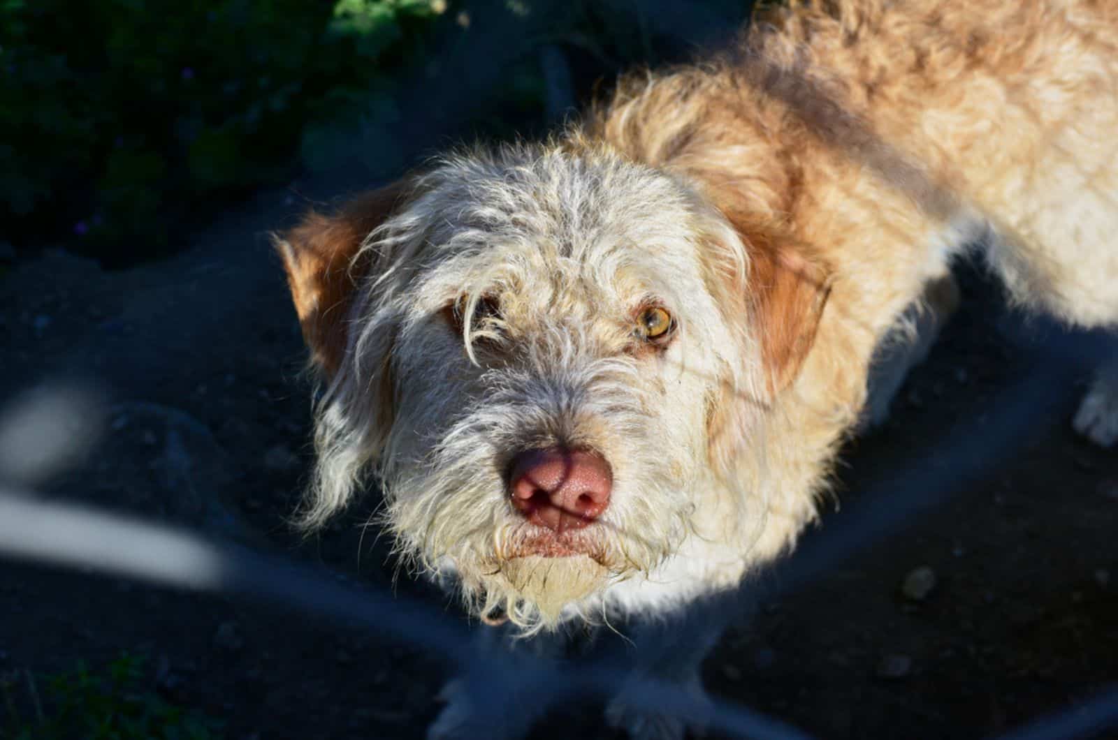 otterhound dog looking into camera