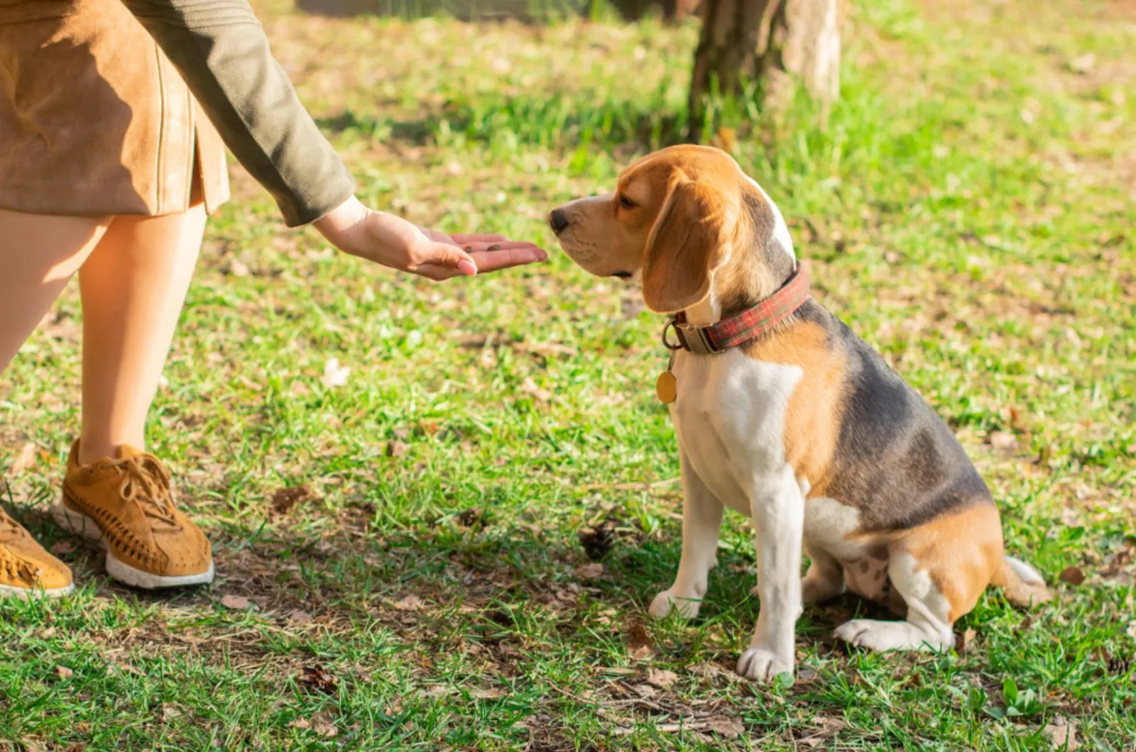owner gives a treat to the beagle dog in the park