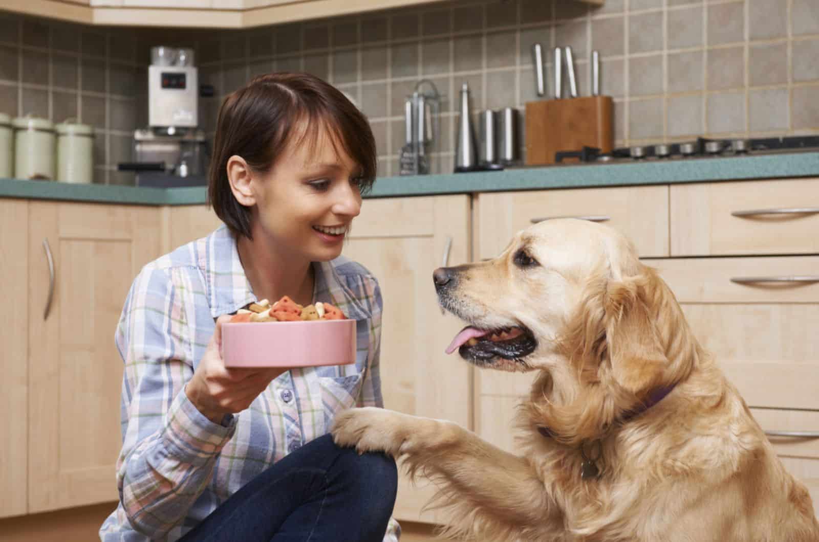owner giving golden retriever meal in bowl