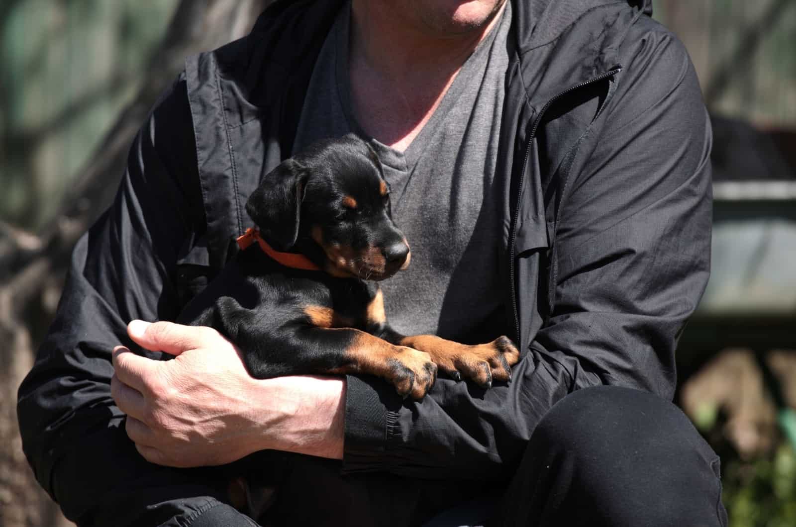owner holding Doberman puppy