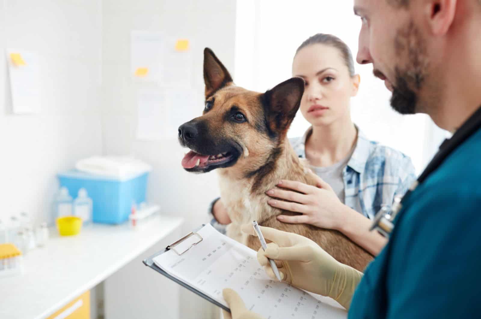 owner of a sick german shepherd consulting a vet at clinic