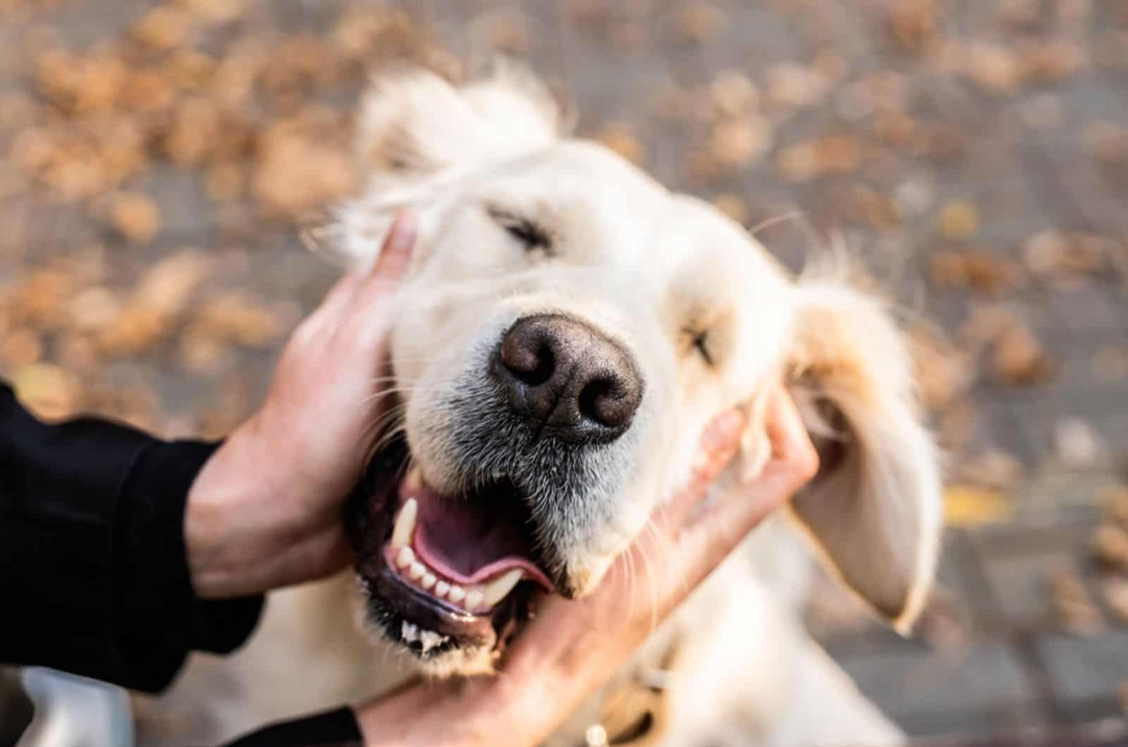 owner pets his dog in the park