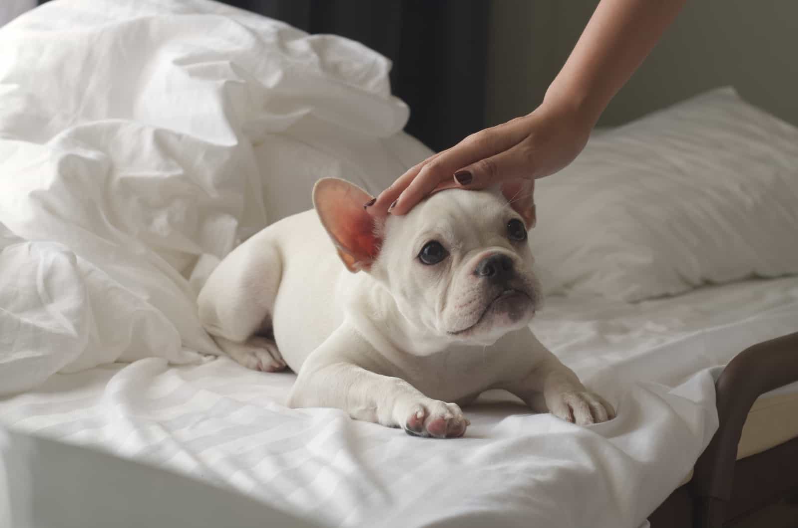 owner petting french Bulldog