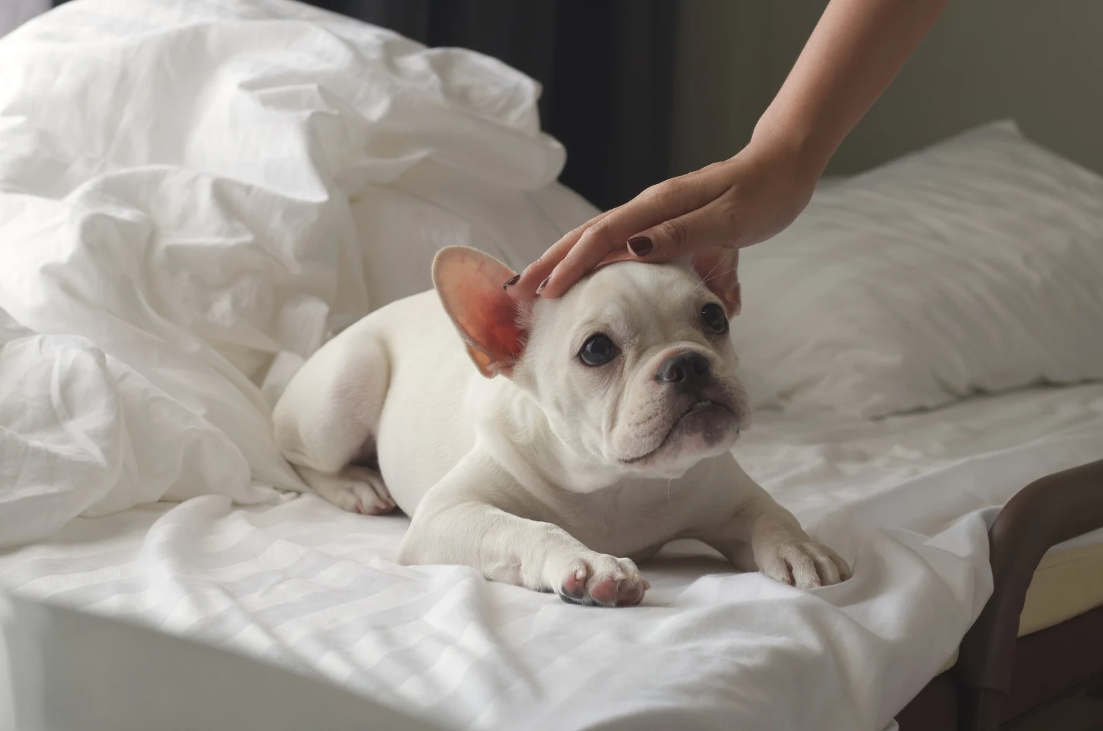 owner petting french Bulldog