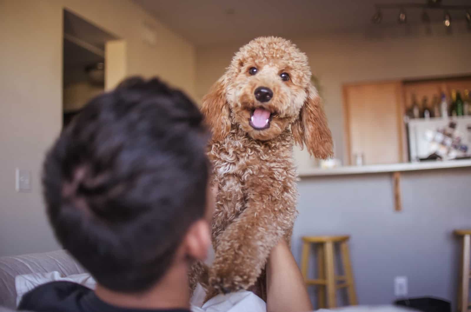 owner playing with his Goldendoodle