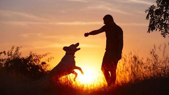 owner playing with his dog during sunset