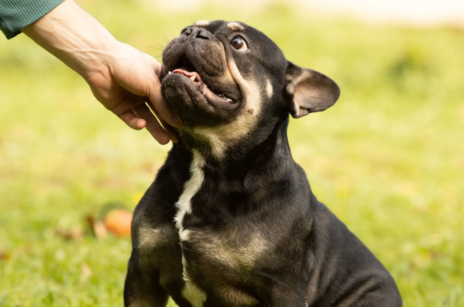 owner playing with his french bulldog in the park
