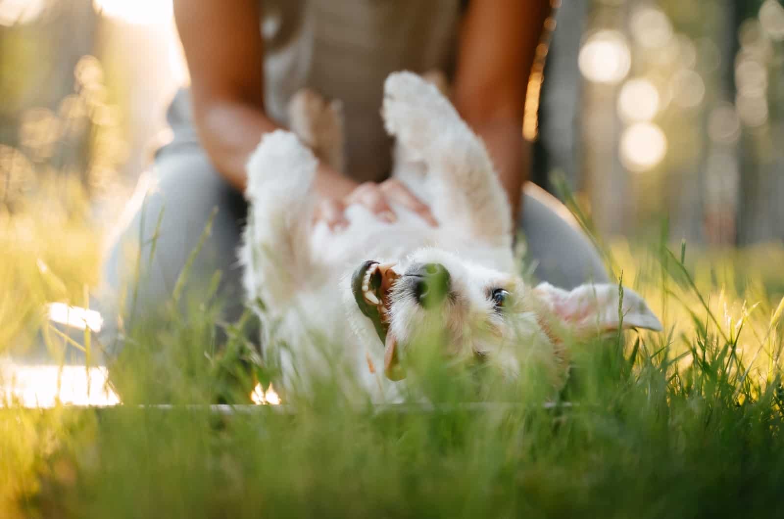 owner scratching little dog