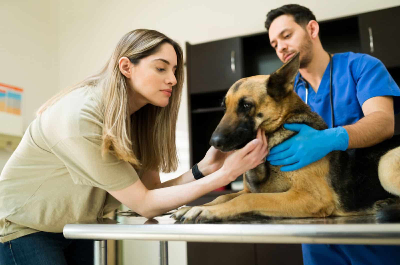 owner with her german shepherd at vet clinic