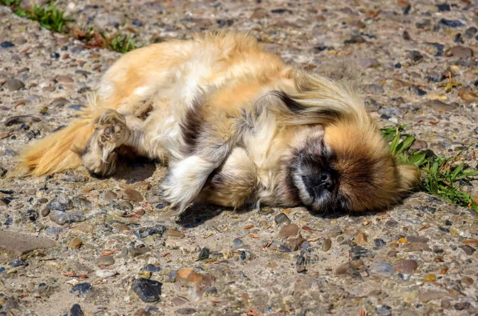 pekingese dog sleeping on the rocky path