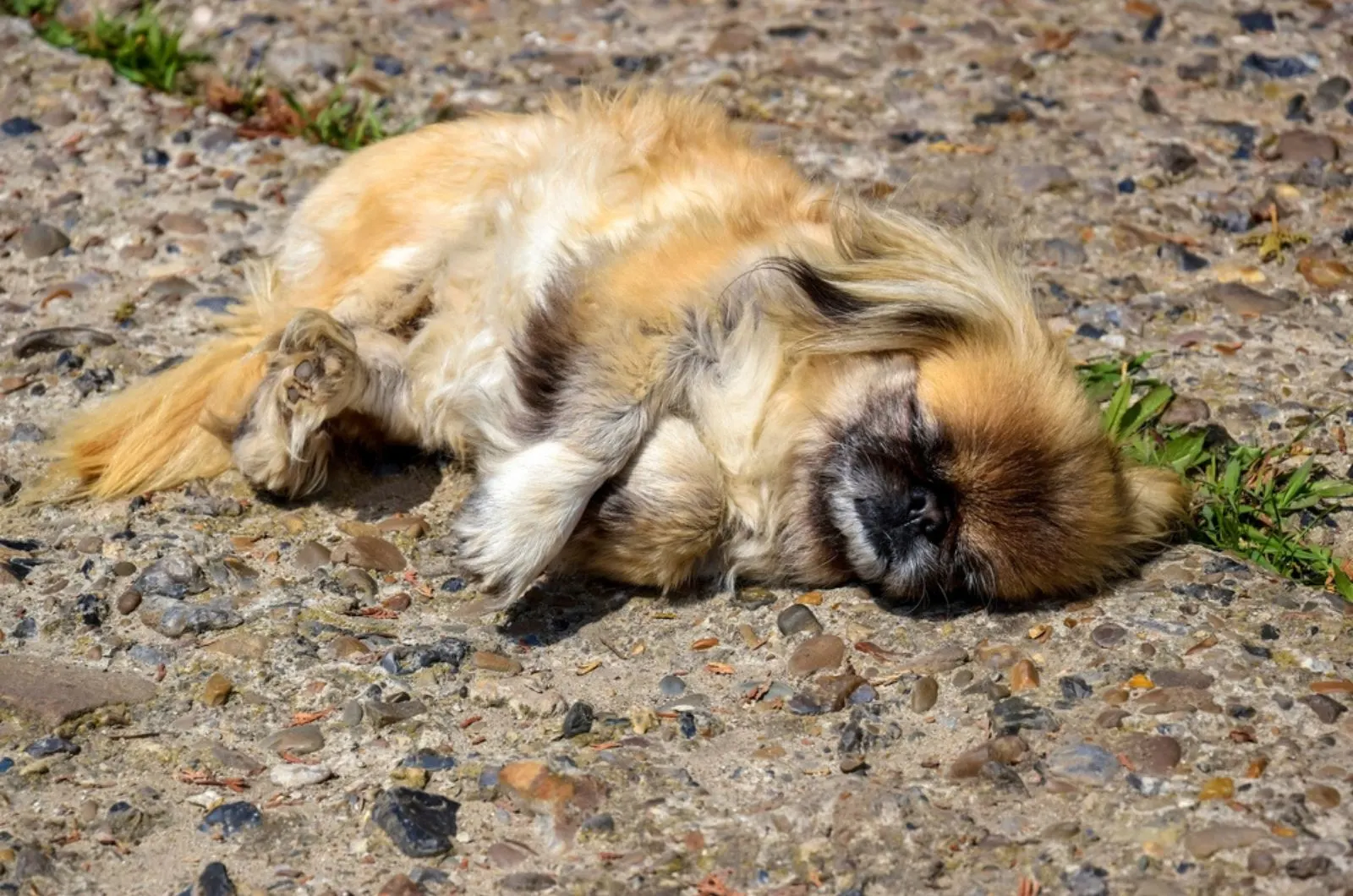 pekingese dog sleeping on the rocky path