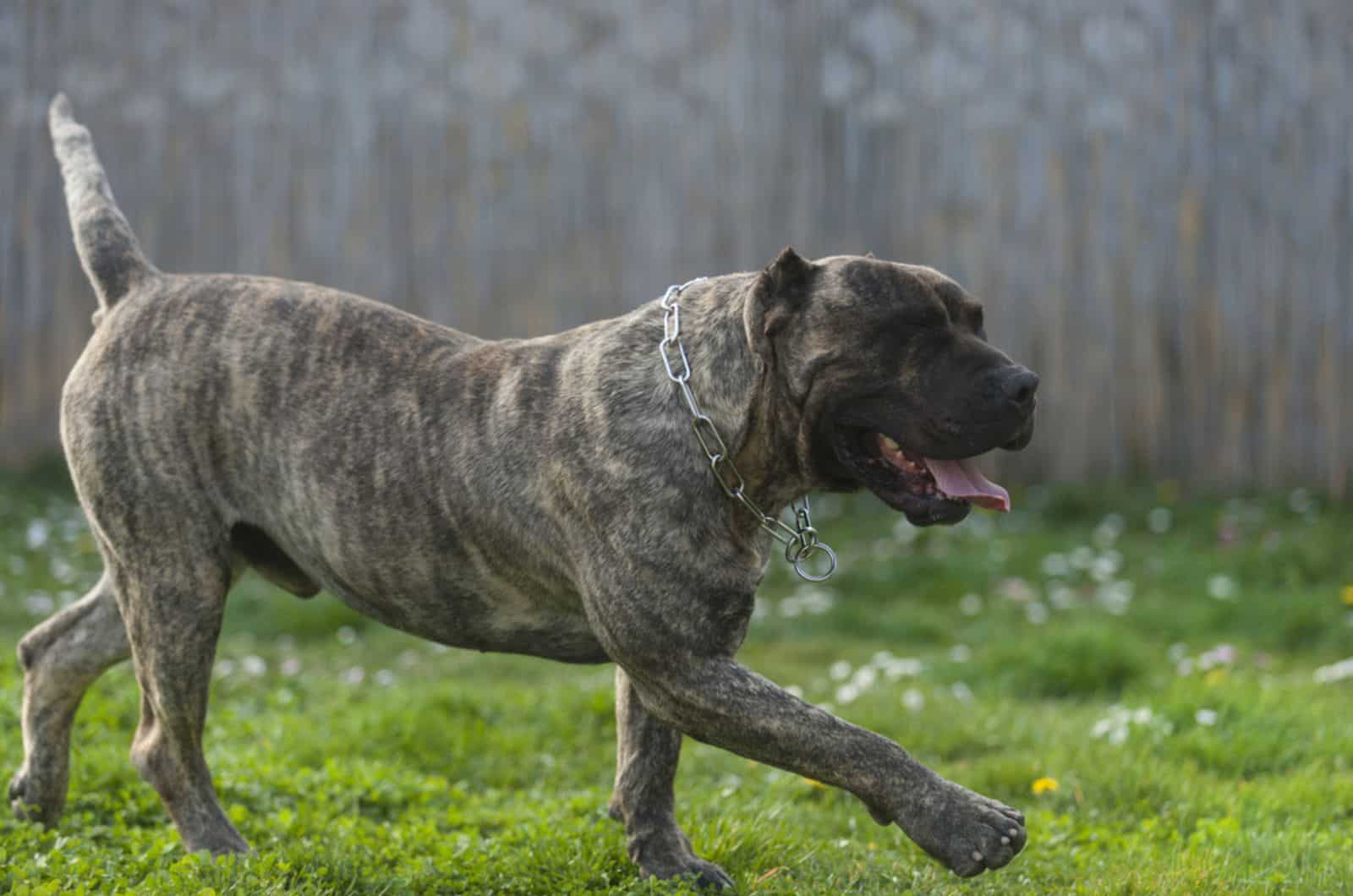 perro de pressa canario running in the yard