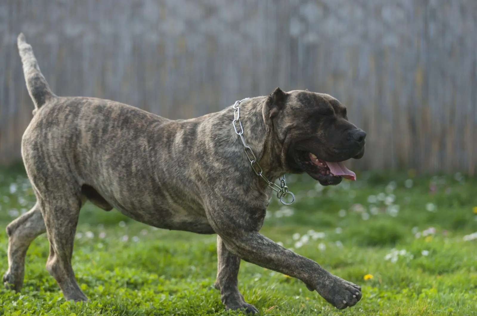 perro de pressa canario running in the yard