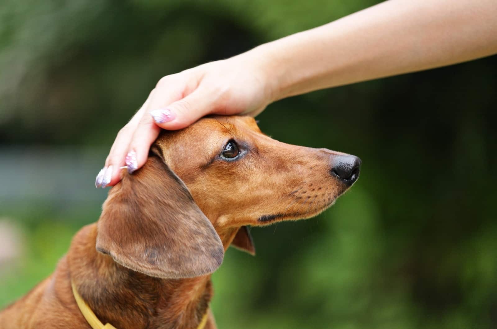 petting Dachshund